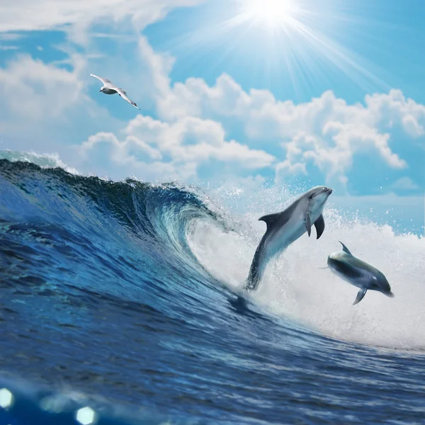 Two happy playful dolphins jumping on breaking wave Royalty Free Stock Photos