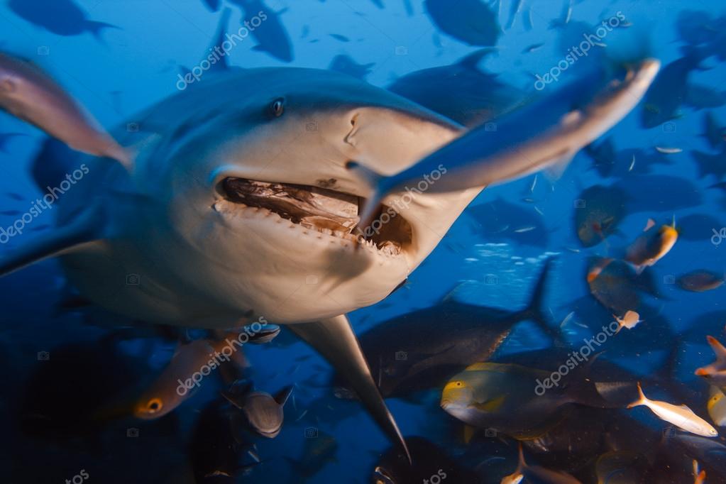 Bullshark with opened mouth in dynamic motion — Stock Photo © vitaliy