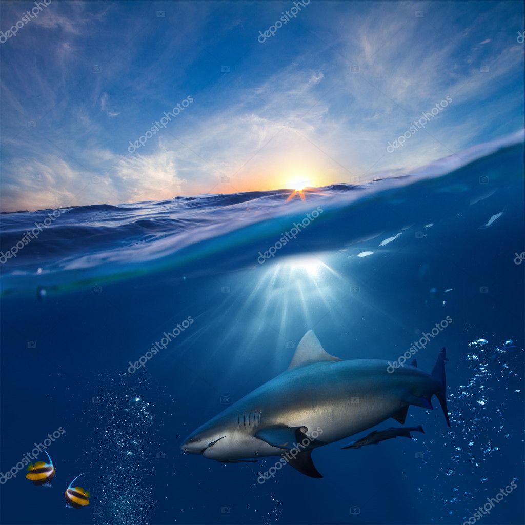 Plantilla de diseño con parte submarina y tragaluz al atardecer dividido  por la línea de flotación y el tiburón hambriento enojado bajo el agua —  Foto de stock #13899199 © vitaliy_sokol, image size:1024x1024