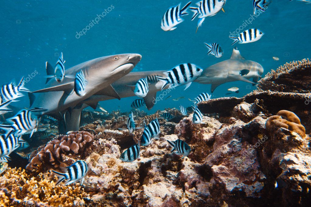 Shark and fish — Stock Photo © vitaliy_sokol #13899243