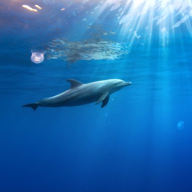 tropical seascape with wild dolphin swimming underwater close the sea surface between sunrays clipart