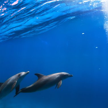 A pair of dolphins swimming underwater clipart