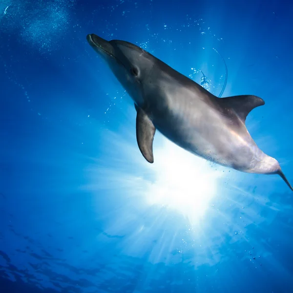 Paisaje marino tropical con delfines salvajes nadando bajo el agua cerca de la superficie del mar entre los rayos del sol — Foto de Stock