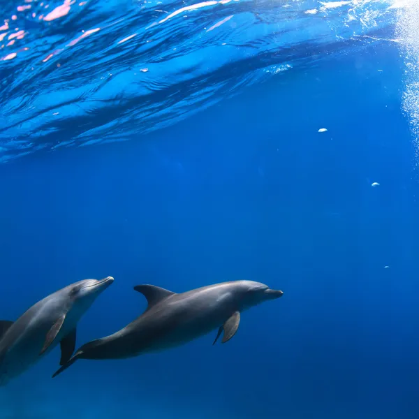 Un par de delfines nadando bajo el agua —  Fotos de Stock