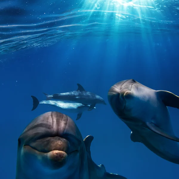 Dos divertidos delfines agradables bajo el agua — Foto de Stock