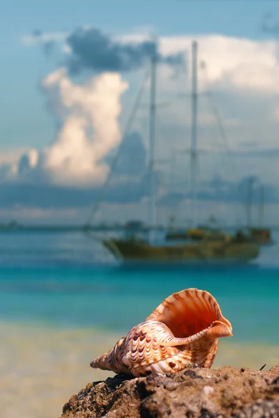 Seashell on beach and beautiful marine background with sailing ship standing on calm water under clouds — Stock Photo, Image