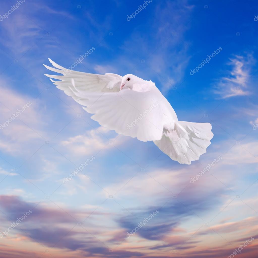 Bird In Hands Stock Photos Royalty Free Bird In Hands