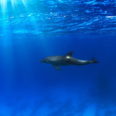 Tropical seascape with wild dolphin swimming clipart