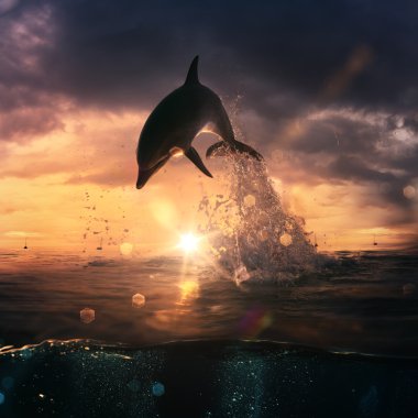 Beautiful dolphin jumping from shining water clipart