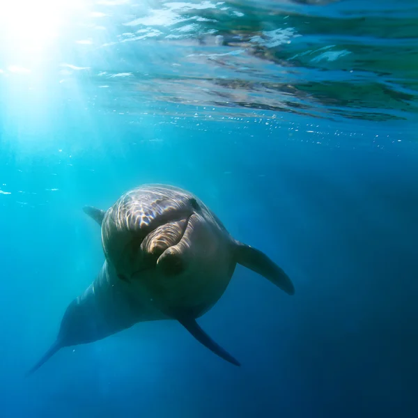 Wilder Delfin schwimmt unter Wasser — Stockfoto