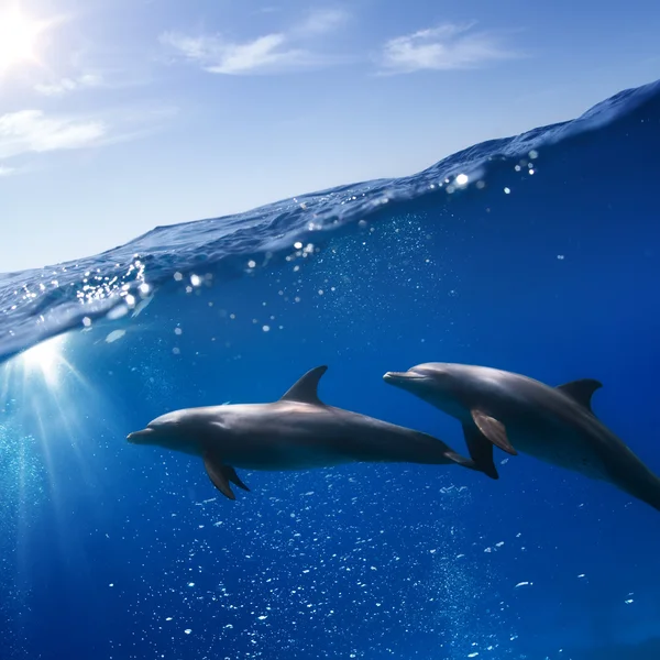 Two dolphins swimming underwater — Stock Photo, Image