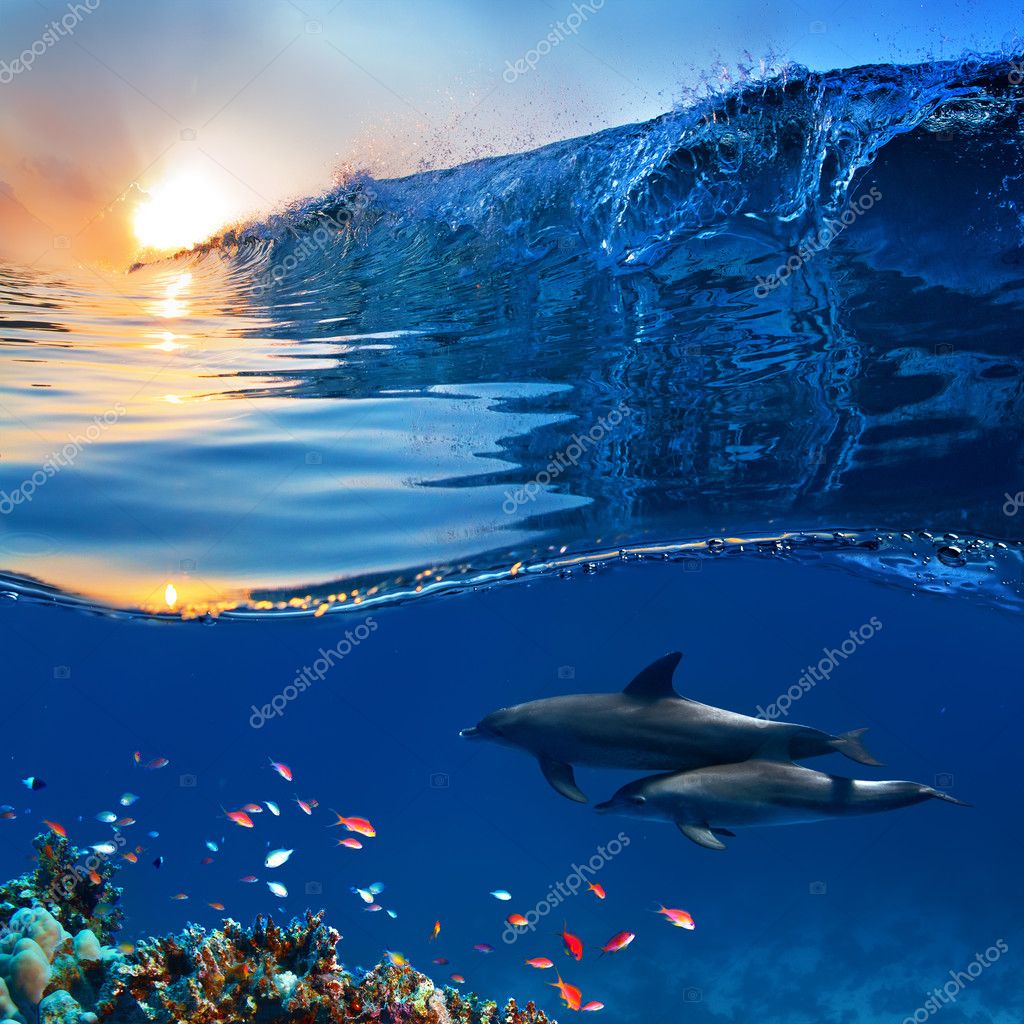 Two beautiful dolphins swimming underwater through coral reef fu — Stock  Photo © vitaliy_sokol #31457799