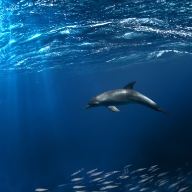 Wild dolphin swimming underwater clipart