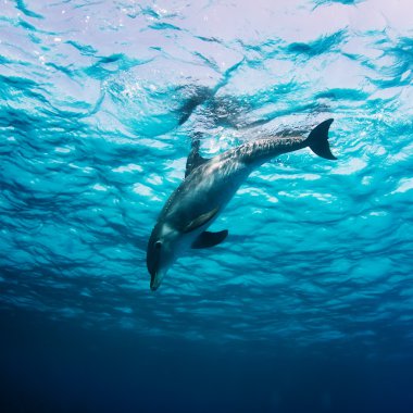 Wild dolphin underwater clipart