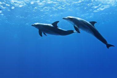 Dolphins underwater clipart
