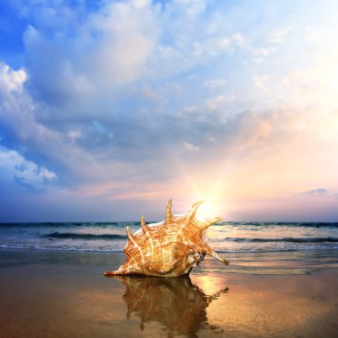 playa con conchas de molusco gigante