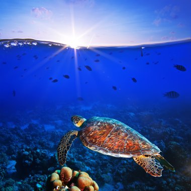 büyük deniz kaplumbağası