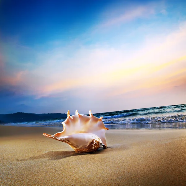 Песчаный пляж с раковиной — стоковое фото