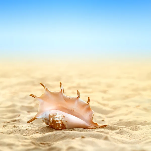 Strand mit Muschel — Stockfoto