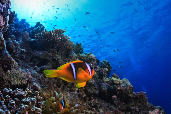Clownfishes żółty — Zdjęcie stockowe