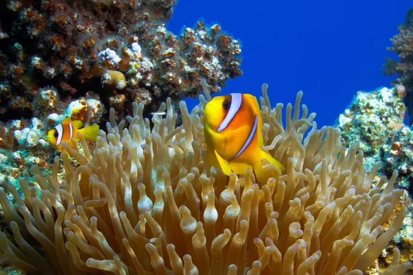 黄色 clownfishes — 图库照片