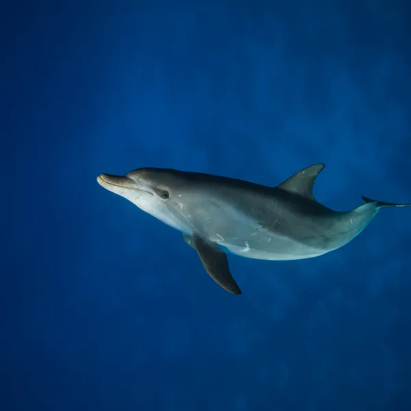 Delfino selvatico sott'acqua — Foto Stock