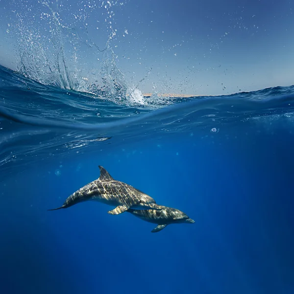 Friendly playful funny dolphins — Stock Photo, Image