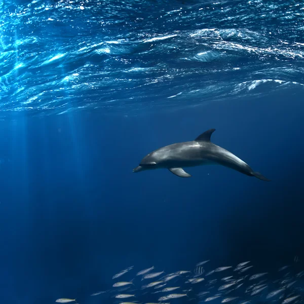 Wild dolphin swimming underwater — Stock Photo, Image