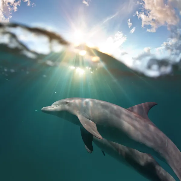 Delfini giocosi sott'acqua — Foto Stock