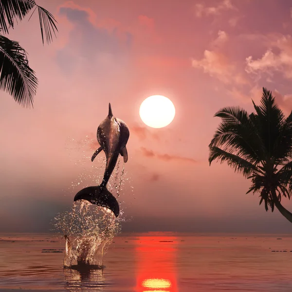 Beautiful dolphin jumping — Stock Photo, Image