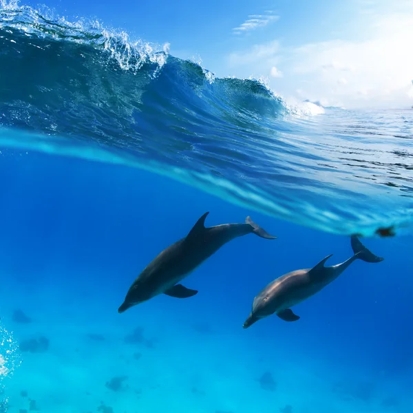 Dolphins underwater — Stock Photo, Image