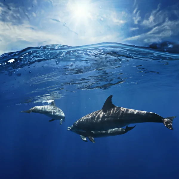 Zwei Delfine schwimmen unter Wasser — Stockfoto