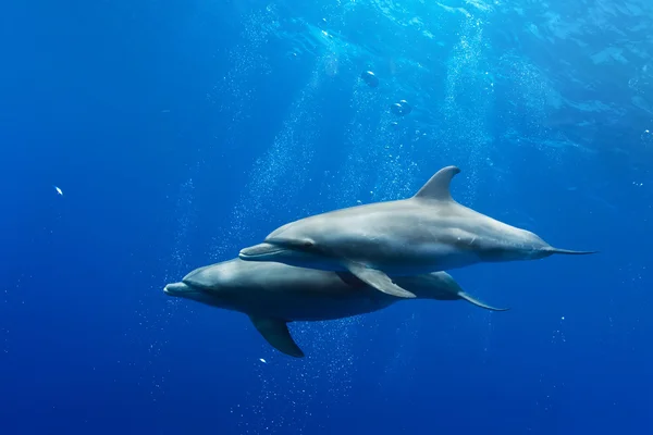 Dolphins underwater — Stock Photo, Image