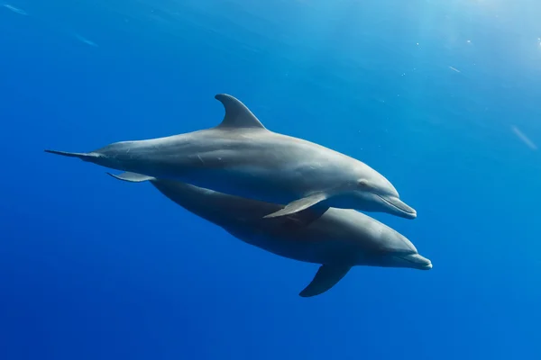 Dolphins underwater — Stock Photo, Image