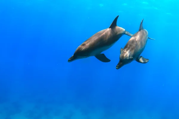 Delfiner under vann – stockfoto