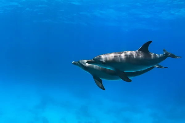 Delfine unter Wasser — Stockfoto