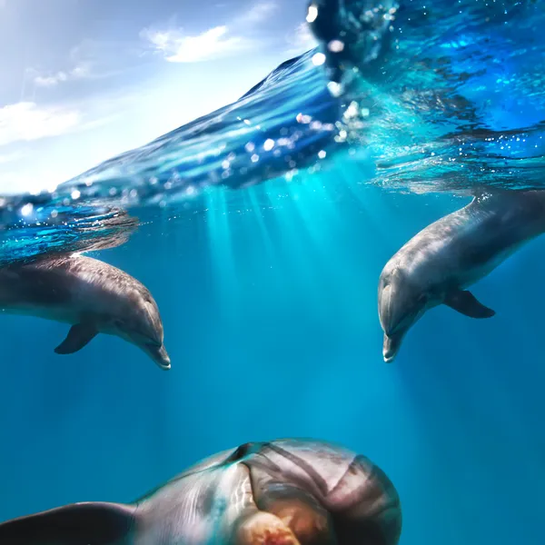 Drei lustige Delfine lächeln unter Wasser — Stockfoto