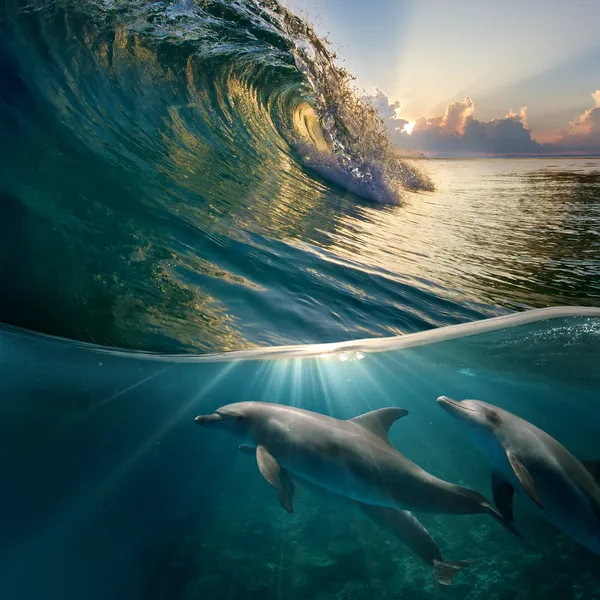 Hawaiian vackra delfiner — Stockfoto