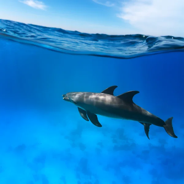 水中のイルカ — ストック写真