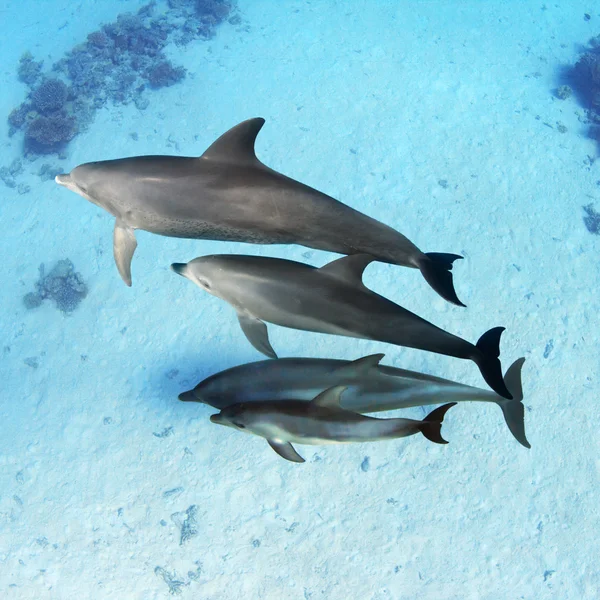 Семья дельфинов с ребенком — стоковое фото
