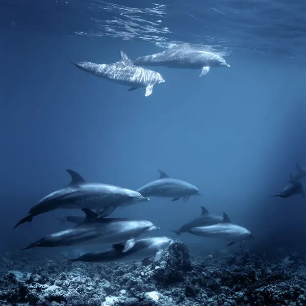 Familj av röda havet flasknosdelfiner — Stockfoto