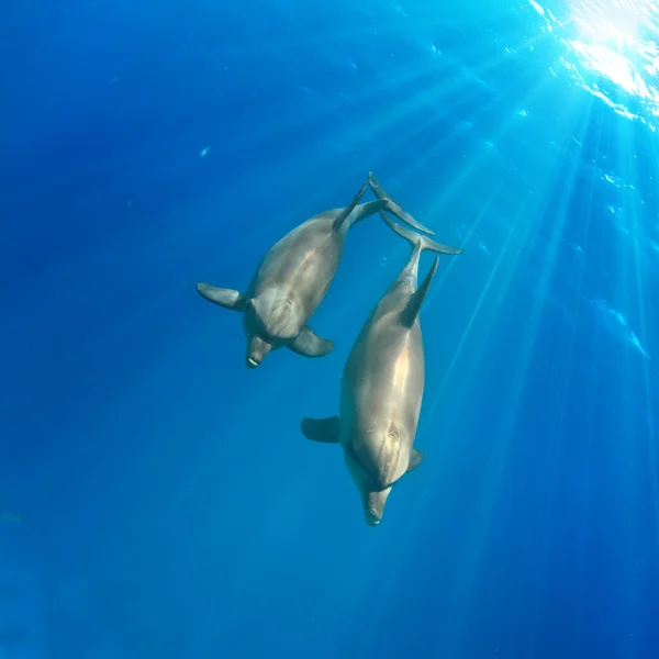 Дельфіни під водою — стокове фото