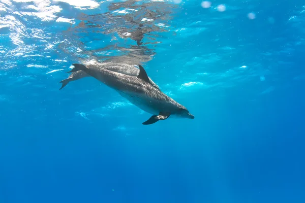 Dolphins underwater — Stock Photo, Image