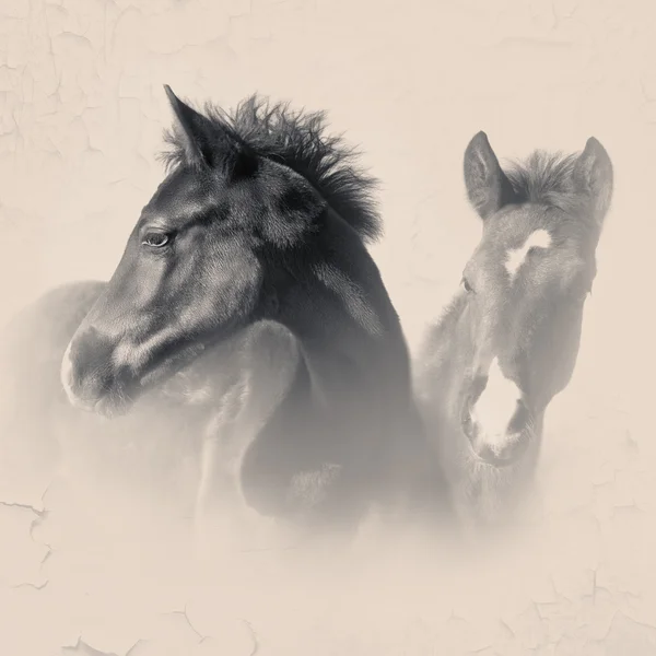 Young horses — Stock Photo, Image