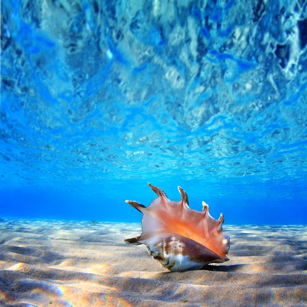 Beautifull sea shell — Stock Photo, Image