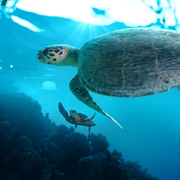 Big sea turtles — Stock Photo, Image