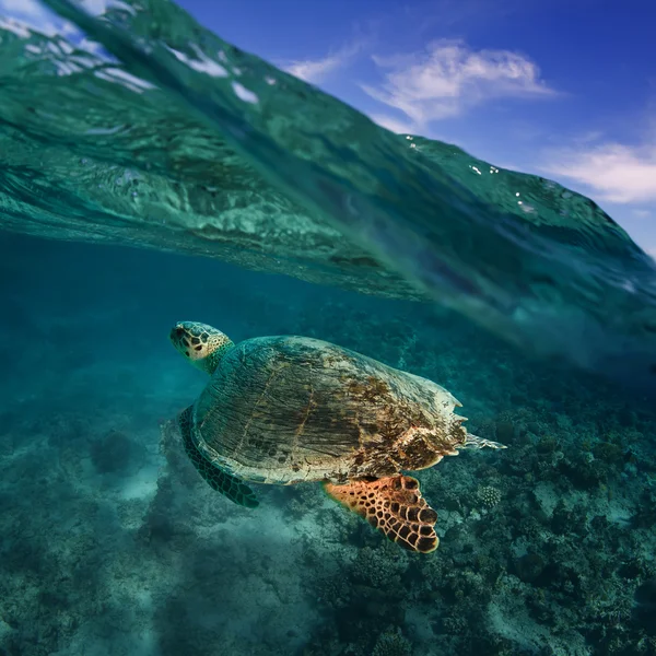 Велика морська черепаха — стокове фото