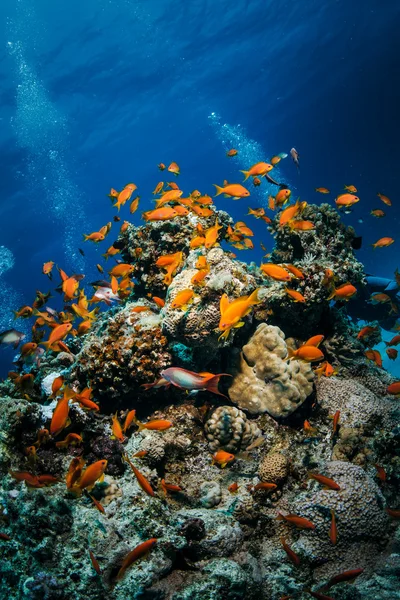 Onderwater sjabloon — Stockfoto