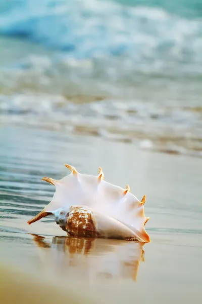 Beach with seashell — Stock Photo, Image