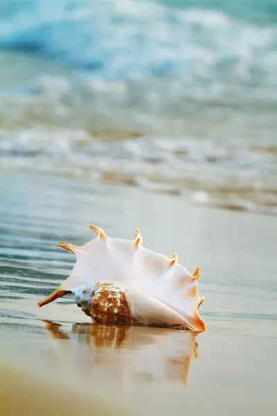 Strand mit Muschel — Stockfoto